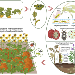 Securing Agricultural Landscapes Against Invasive Pests